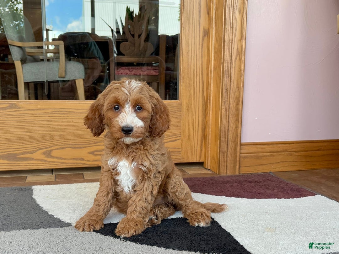 Cockapoo dogs for sale: Dolly - Ad 4
