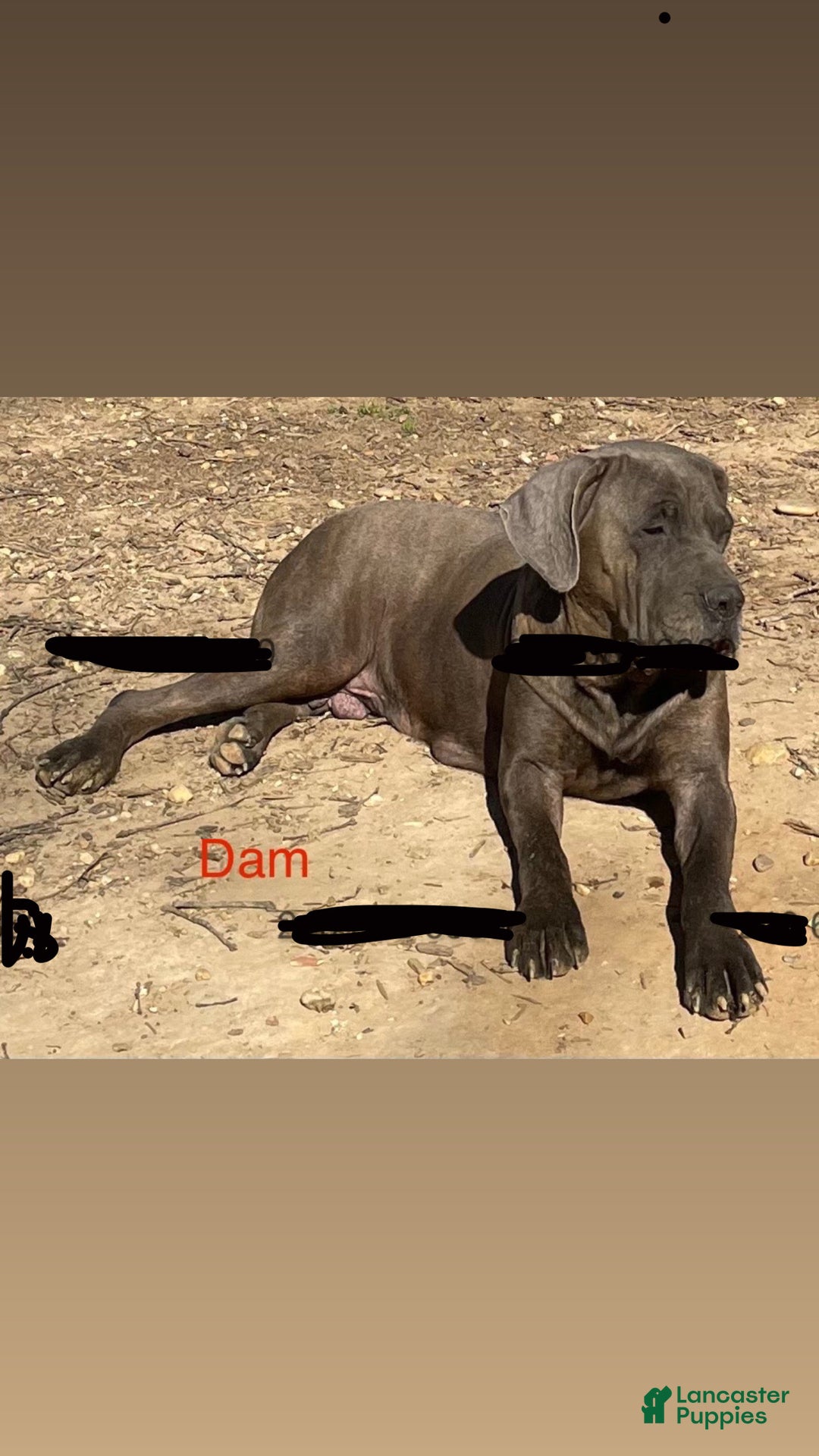Cane Corso dogs for sale: Stormii - Ad 36