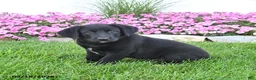Mixed Breed dogs for sale: Buster - Ad 3