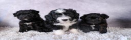 Mini Aussiedoodle dogs for sale: Kit Kat - Ad 39