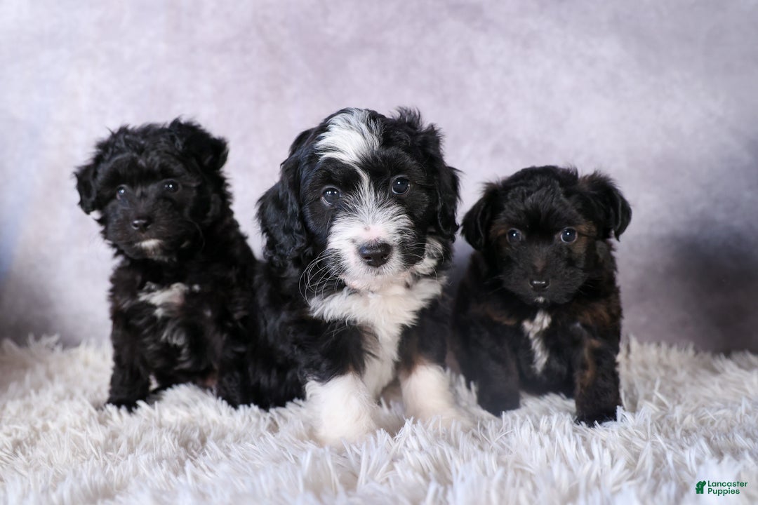 Mini Aussiedoodle dogs for sale: Kit Kat - Ad 39