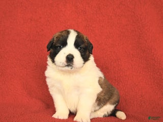 Saint Bernard dogs - Ad 9