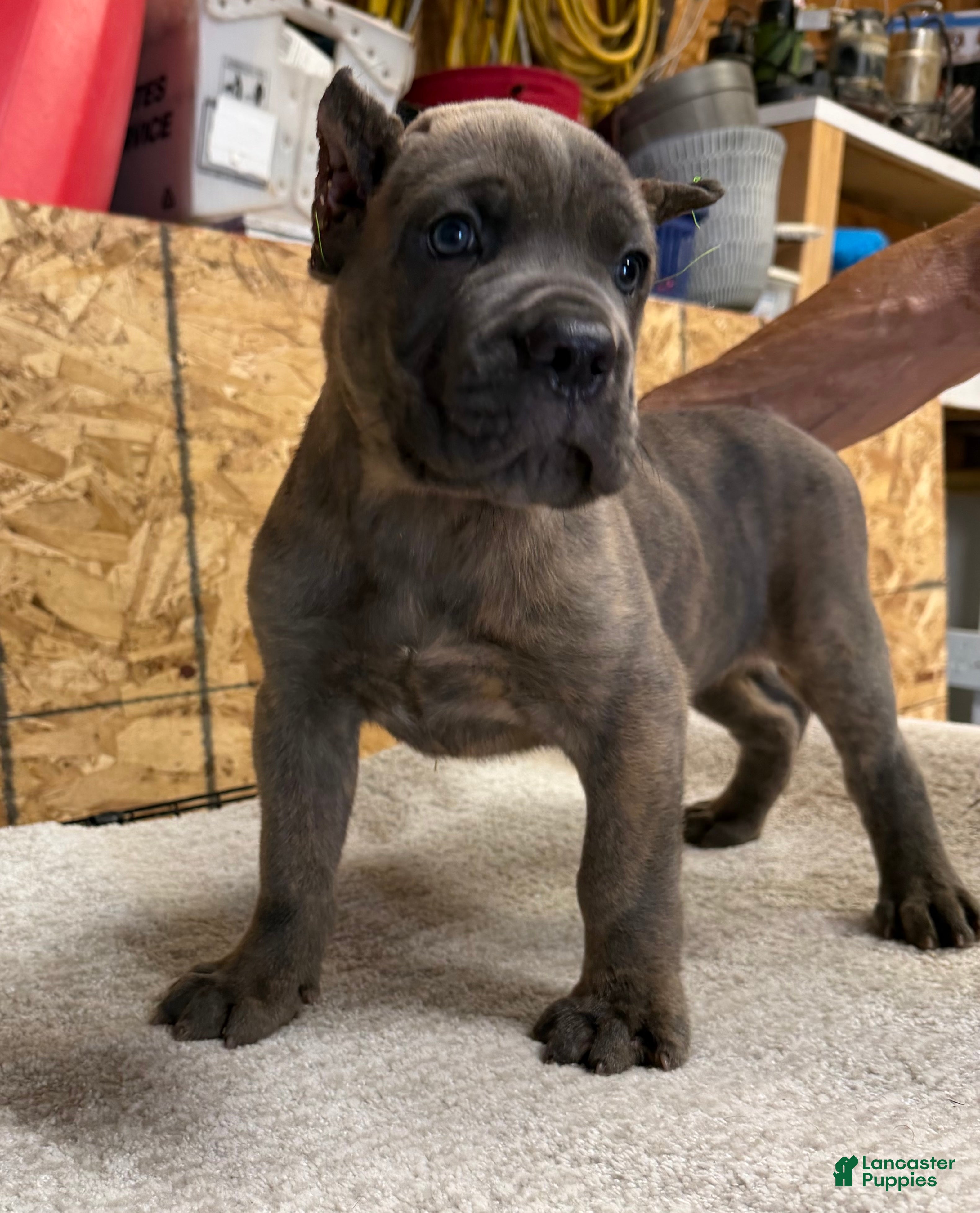 Cane Corso dogs for sale: Cane Corso 1 - Ad 1