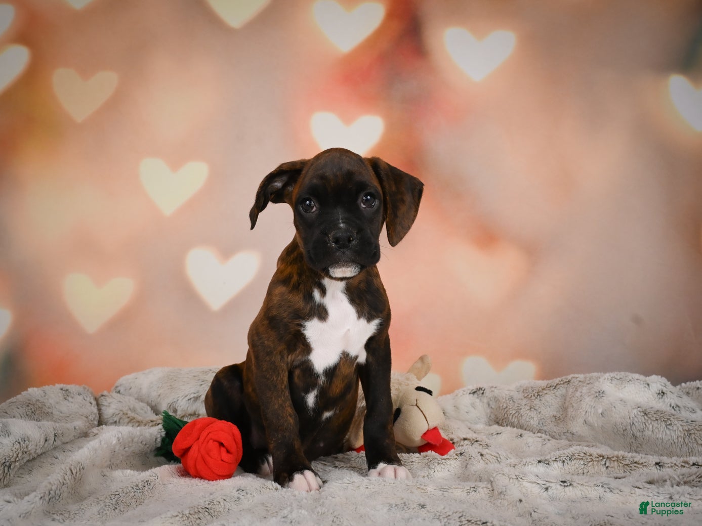 Boxer dogs Lilly - Ad 2