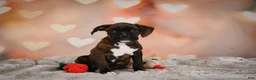 Boxer dogs for sale: Lilly - Ad 3