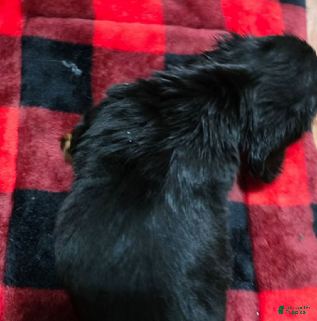 Dachshund dogs for sale: Bigger girl - Ad 3