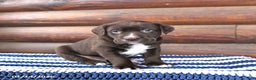 Mixed Breed dogs for sale: Hershey - Ad 2