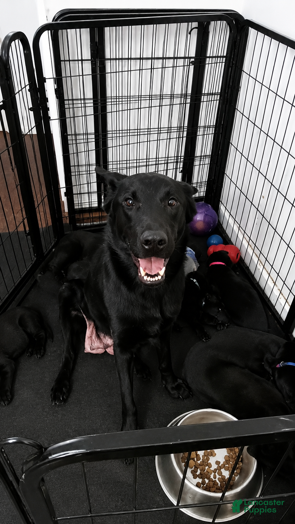 German Shepherd dogs German Shepherd 6 - Ad 20
