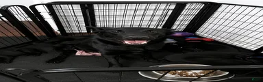 German Shepherd 6