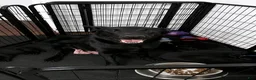 German Shepherd dogs for sale: German Shepherd 6 - Ad 1