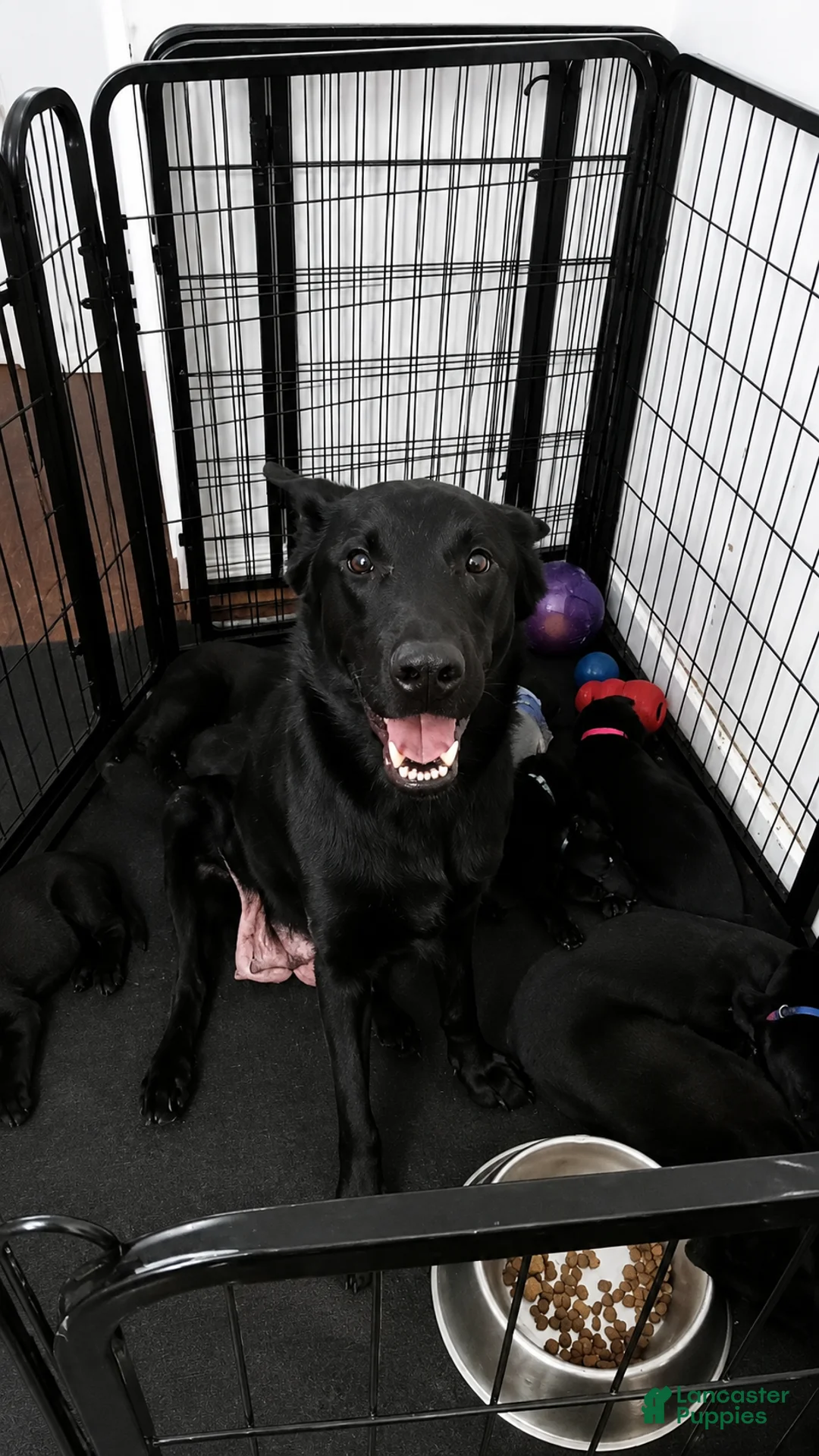 German Shepherd dogs for sale: German Shepherd 6 - Ad 1