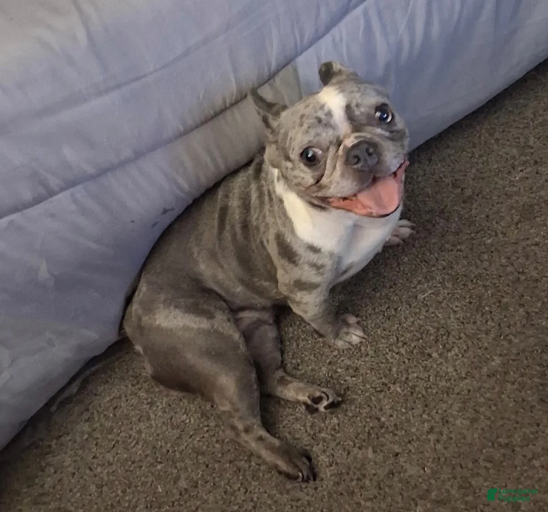 French Bulldog dogs for sale: French Bulldog 1 - Ad 2