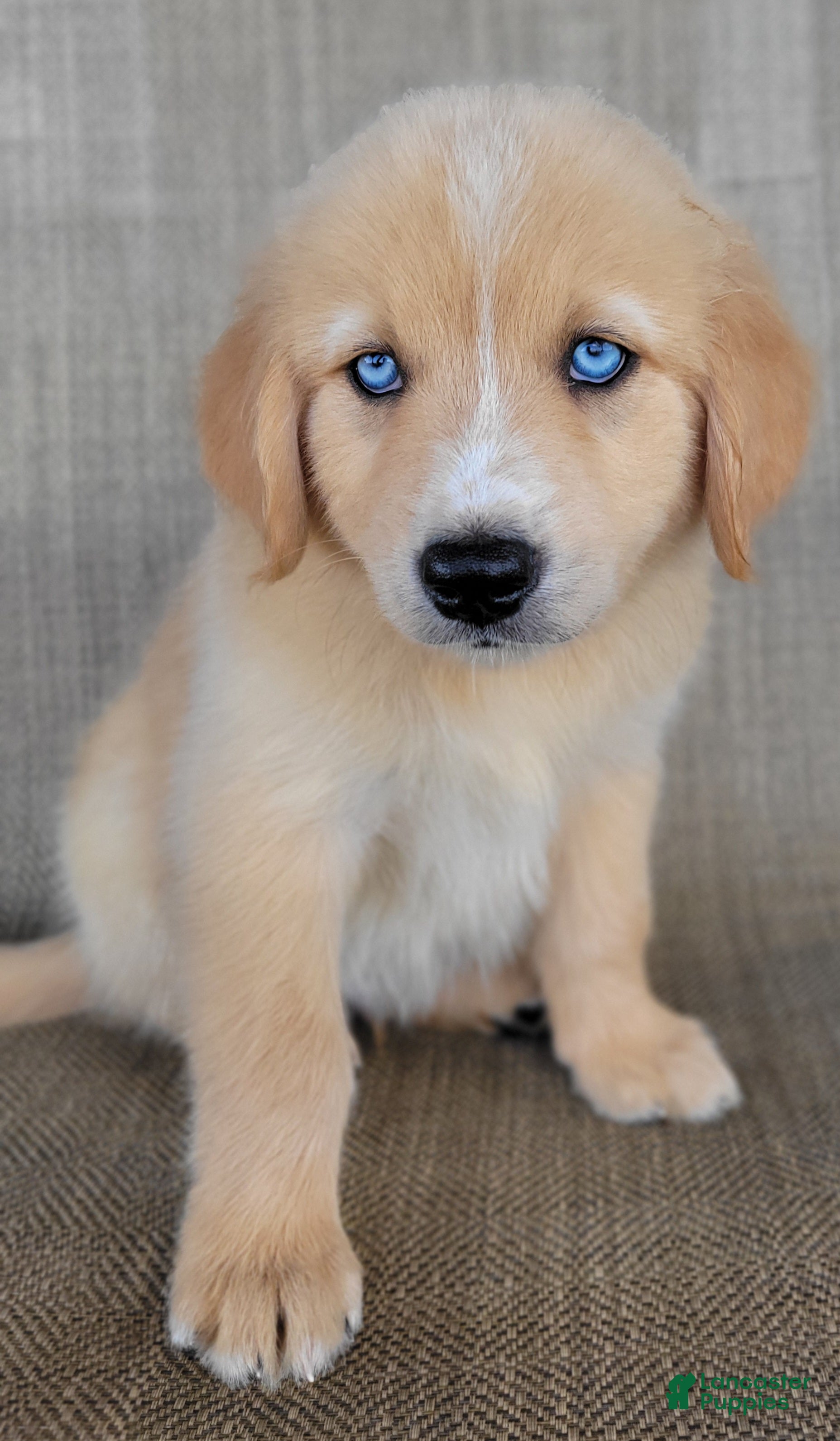 Australian Shepherd dogs Blake - Ad 1