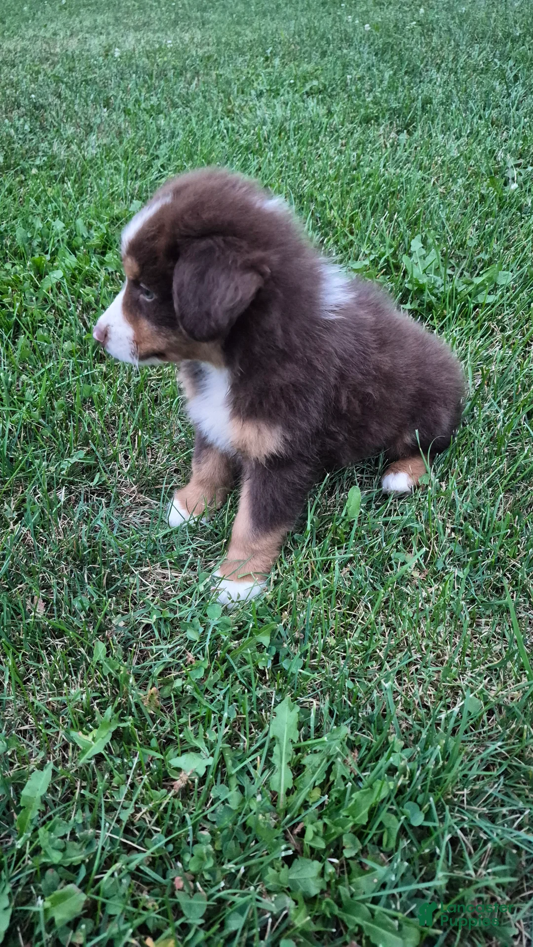 Australian Shepherd dogs for sale: Uno, A.S. 2 - Ad 2