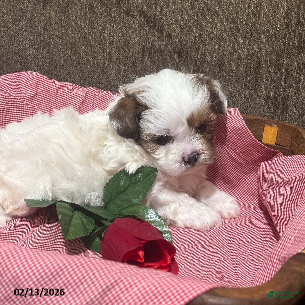 Shihpoo dogs Ace - Ad 13