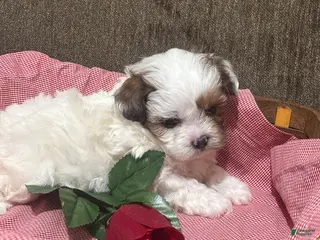 Shihpoo dogs Ace - Ad 13