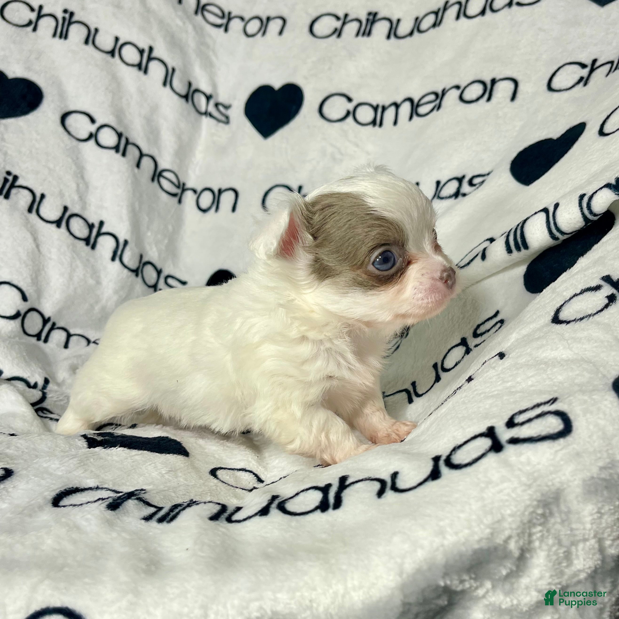 Chihuahua dogs Dagan Lavender Spotted LC - Ad 5