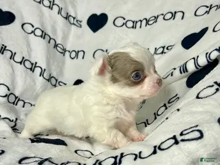 Chihuahua dogs Dagan Lavender Spotted LC - Ad 5