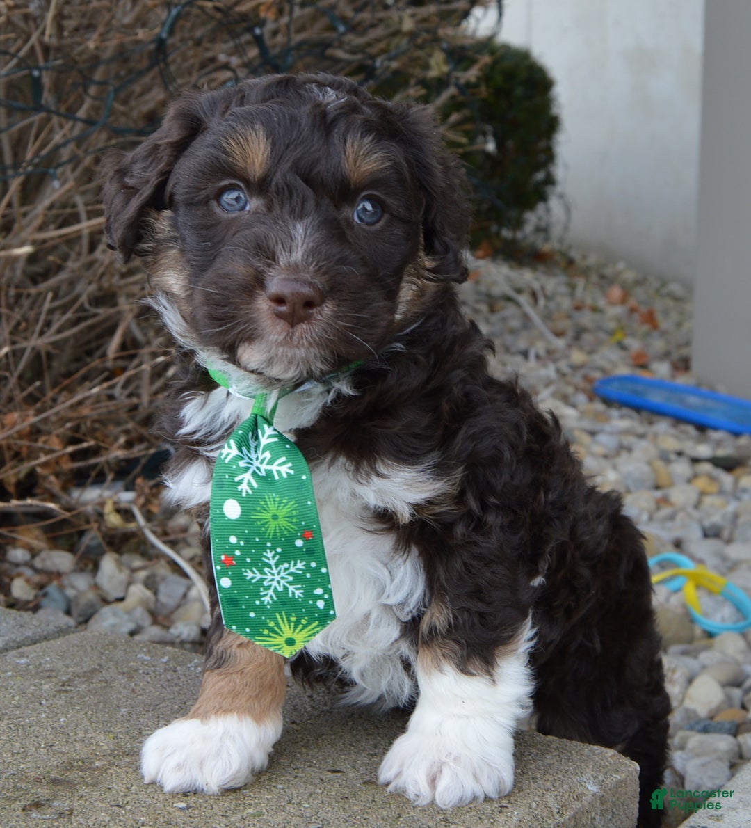 Mini Aussiedoodle dogs for sale: Mini Archie - Ad 15