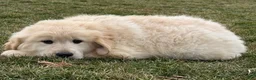 Golden Retriever dogs for sale: Peaches - Ad 3