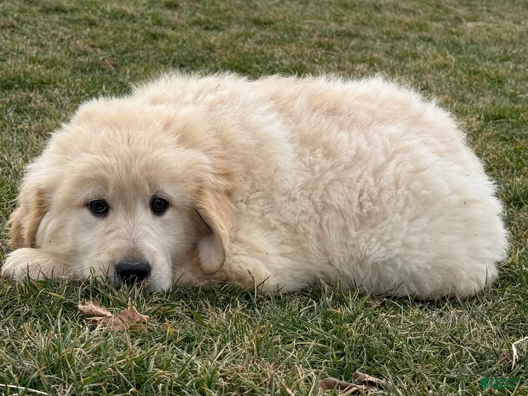 Golden Retriever dogs for sale: Peaches - Ad 3