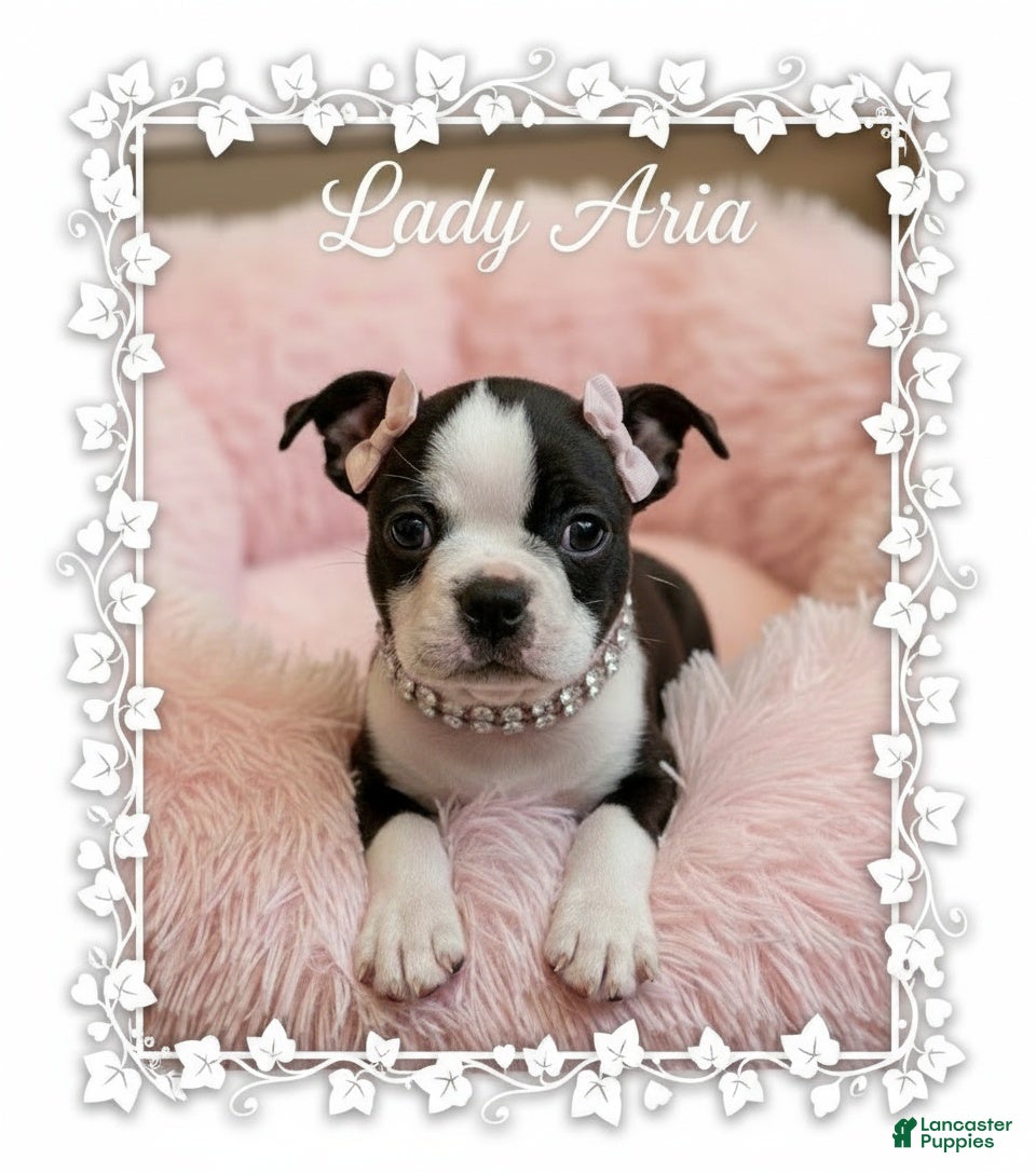 Boston Terrier dogs AKC Little Girl Aria - Ad 1