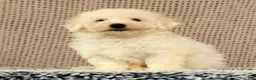 Bichon Frise dogs for sale: Indy - Ad 7