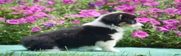 Welsh Corgi Pembroke dogs for sale: Julie - Ad 4