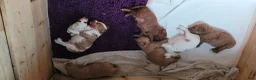 Mini Goldendoodle dogs for sale: Mini Goldendoodle Male 1 - Ad 10