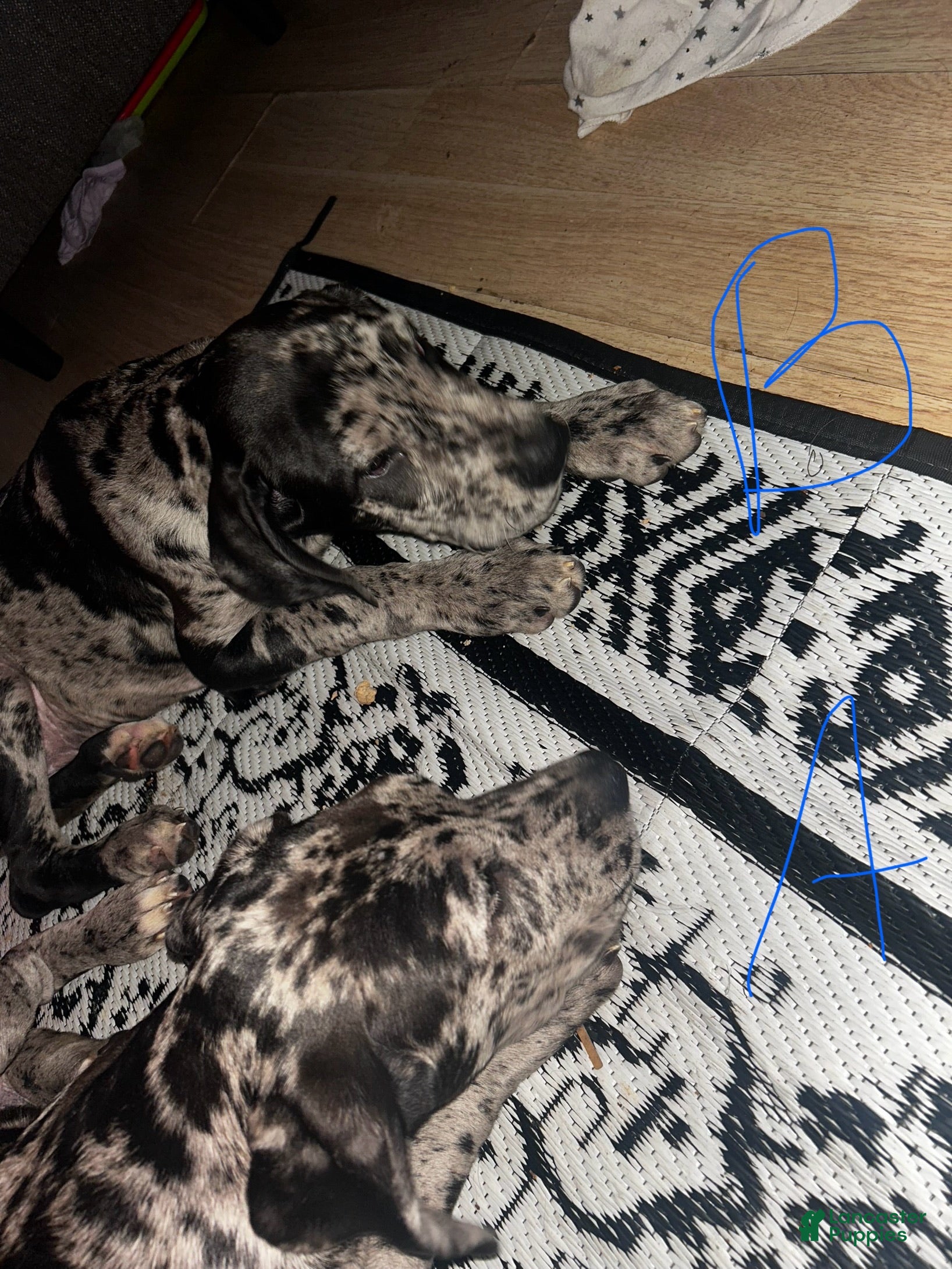 Mixed Breed dogs Mixed Breed Puppy 2 - Ad 26