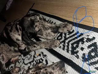 Mixed Breed dogs Mixed Breed Puppy 2 - Ad 26