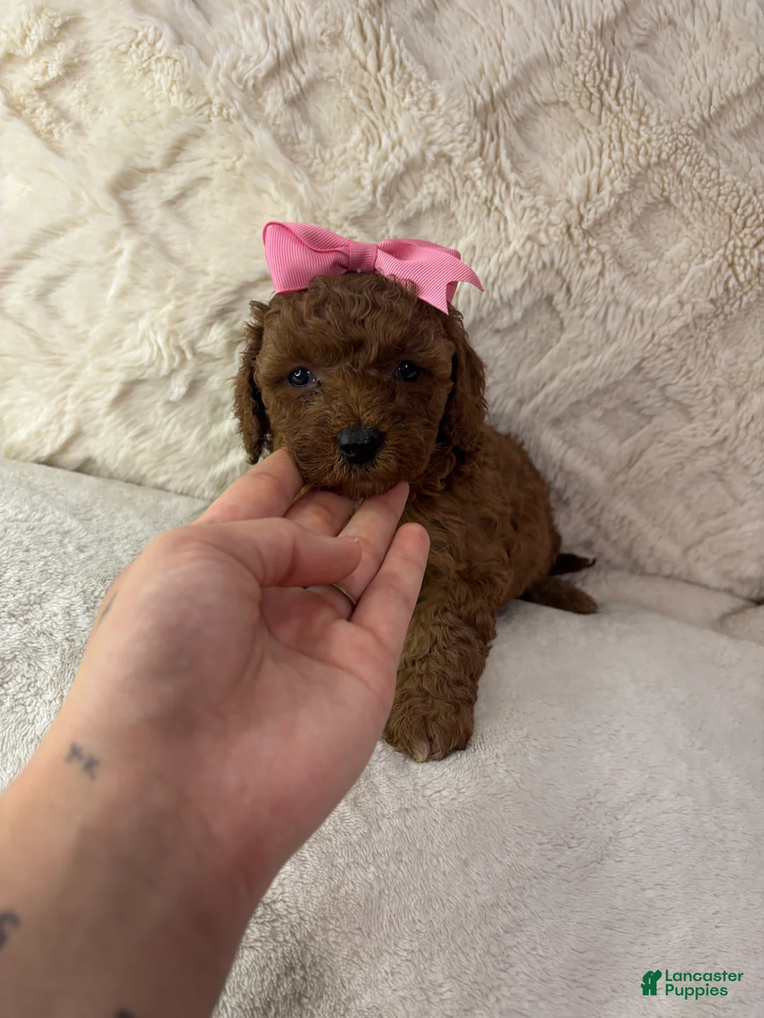 Maltipoo dogs for sale: Ruby  - Ad 1