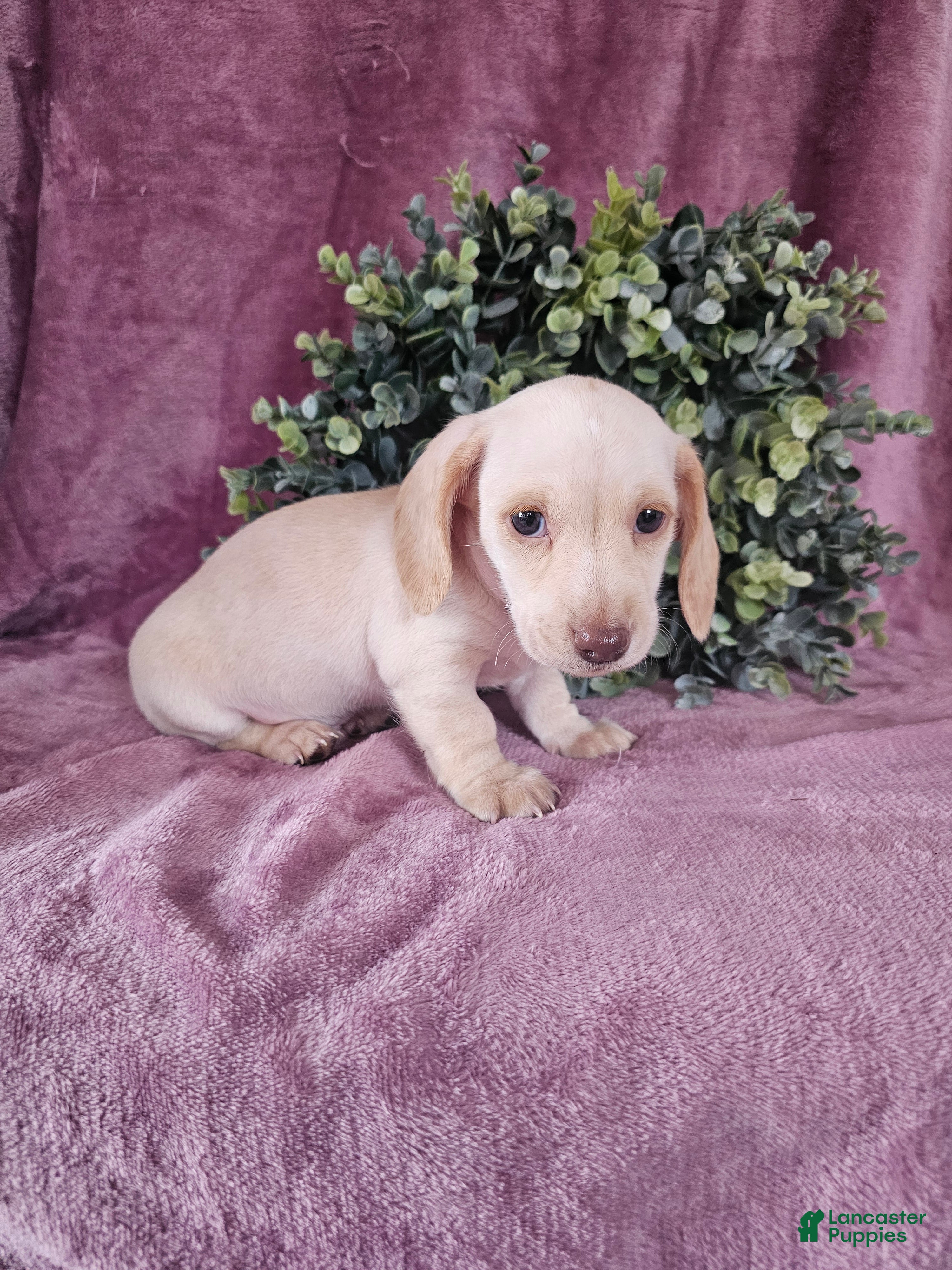 Dachshund dogs Bruno - Ad 2