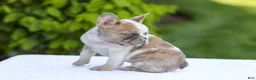 French Bulldog dogs for sale: Copper - Ad 6