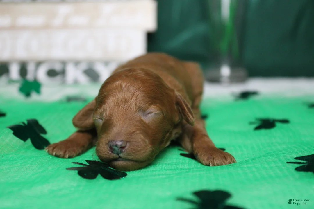 Miniature Poodle dogs for sale: Katie  - Ad 6