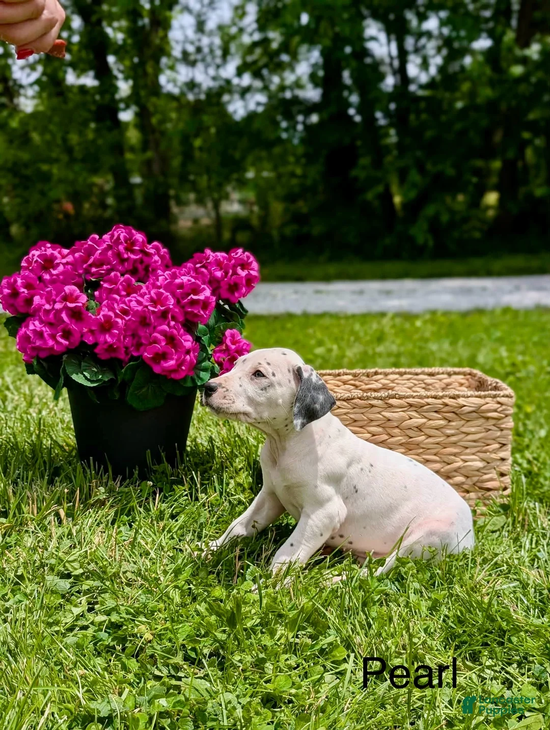 Mixed Breed dogs for sale: Pearl - Ad 1