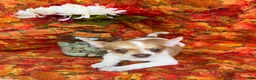 Pomchi dogs for sale: Sammy - Ad 1