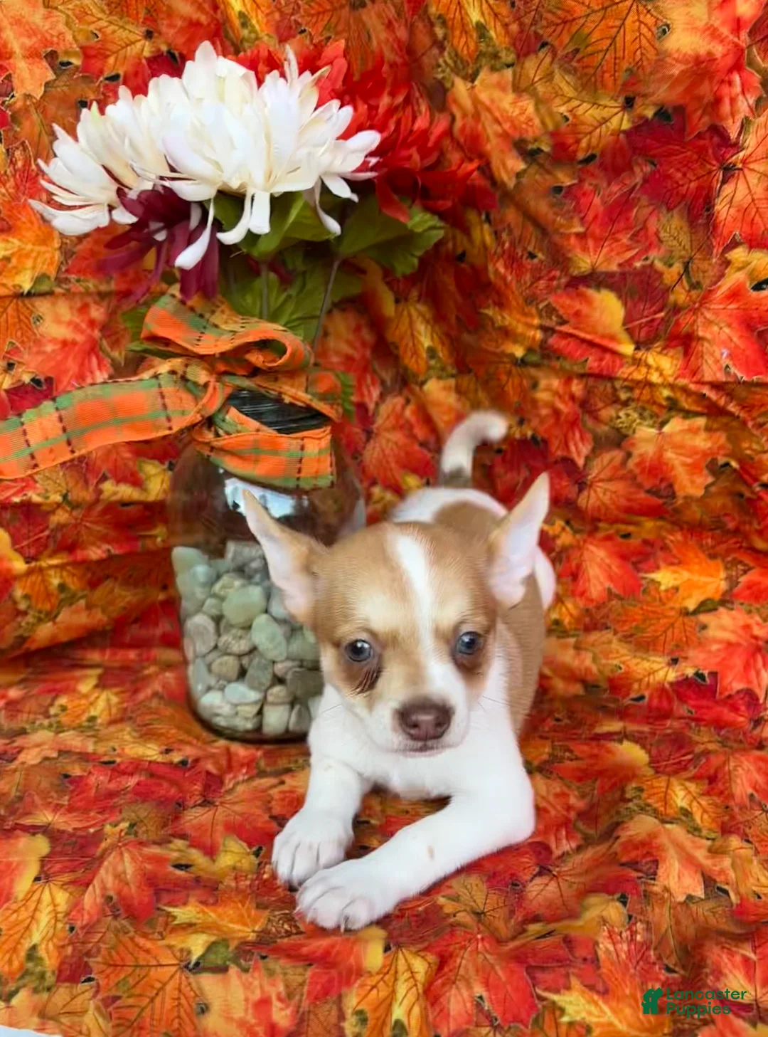 Pomchi dogs for sale: Sammy - Ad 1