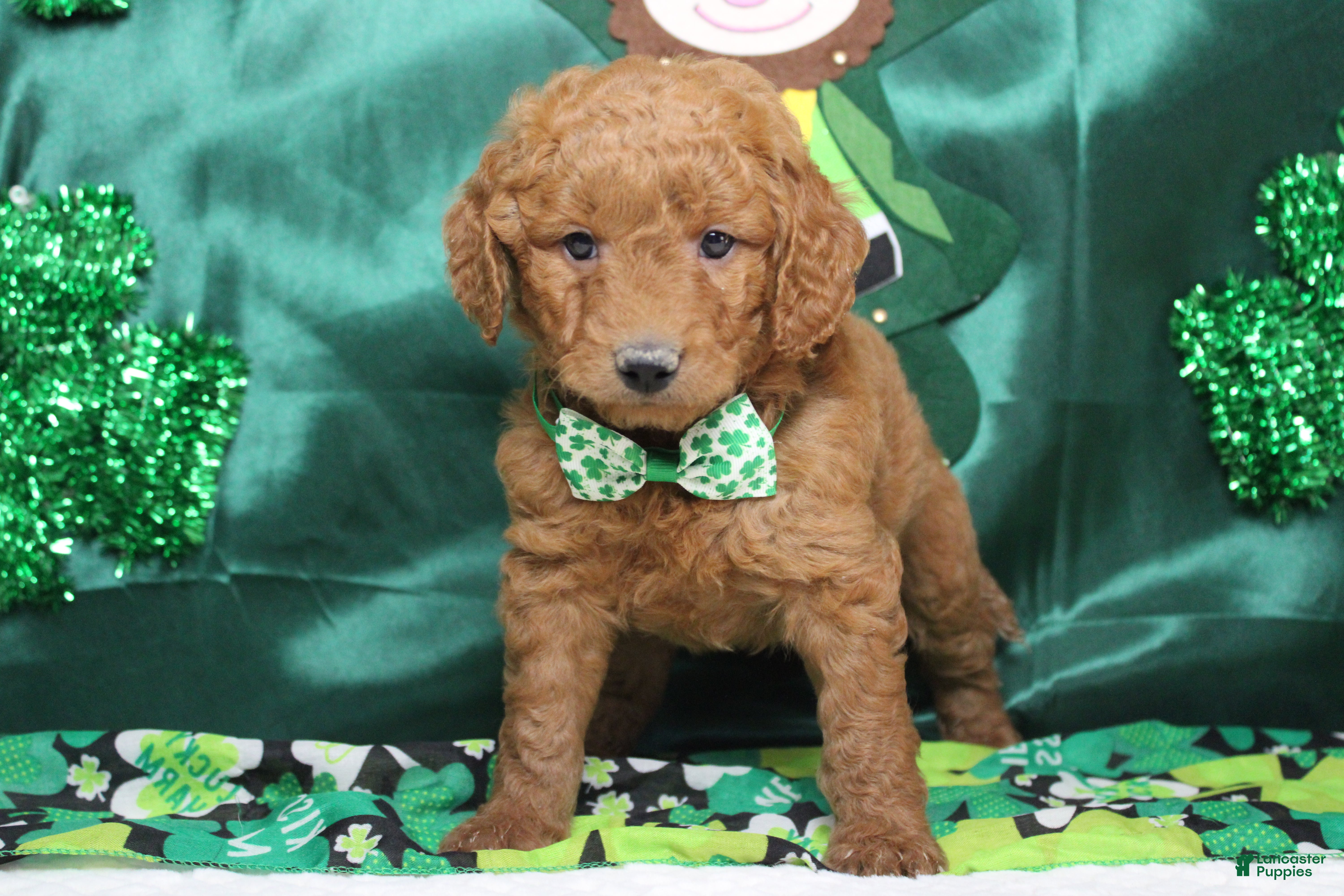 Goldendoodle dogs RC  - Ad 24