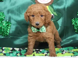 Goldendoodle dogs RC - Ad 9