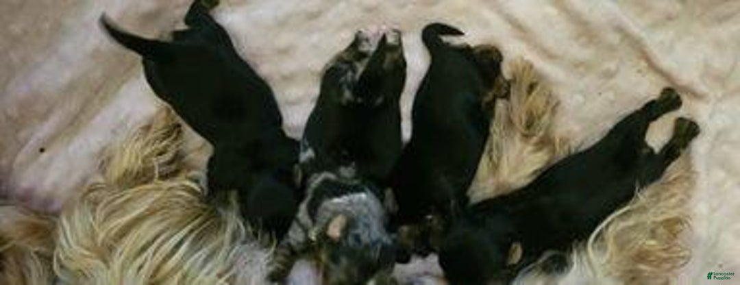 Yorkshire Terrier dogs for sale: Calvin - Ad 14