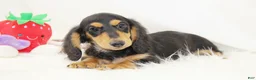 Dachshund dogs for sale: Edward BTD 6171 - Ad 5