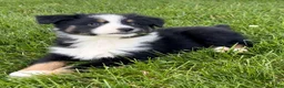 Australian Shepherd dogs for sale: Lola - Ad 4