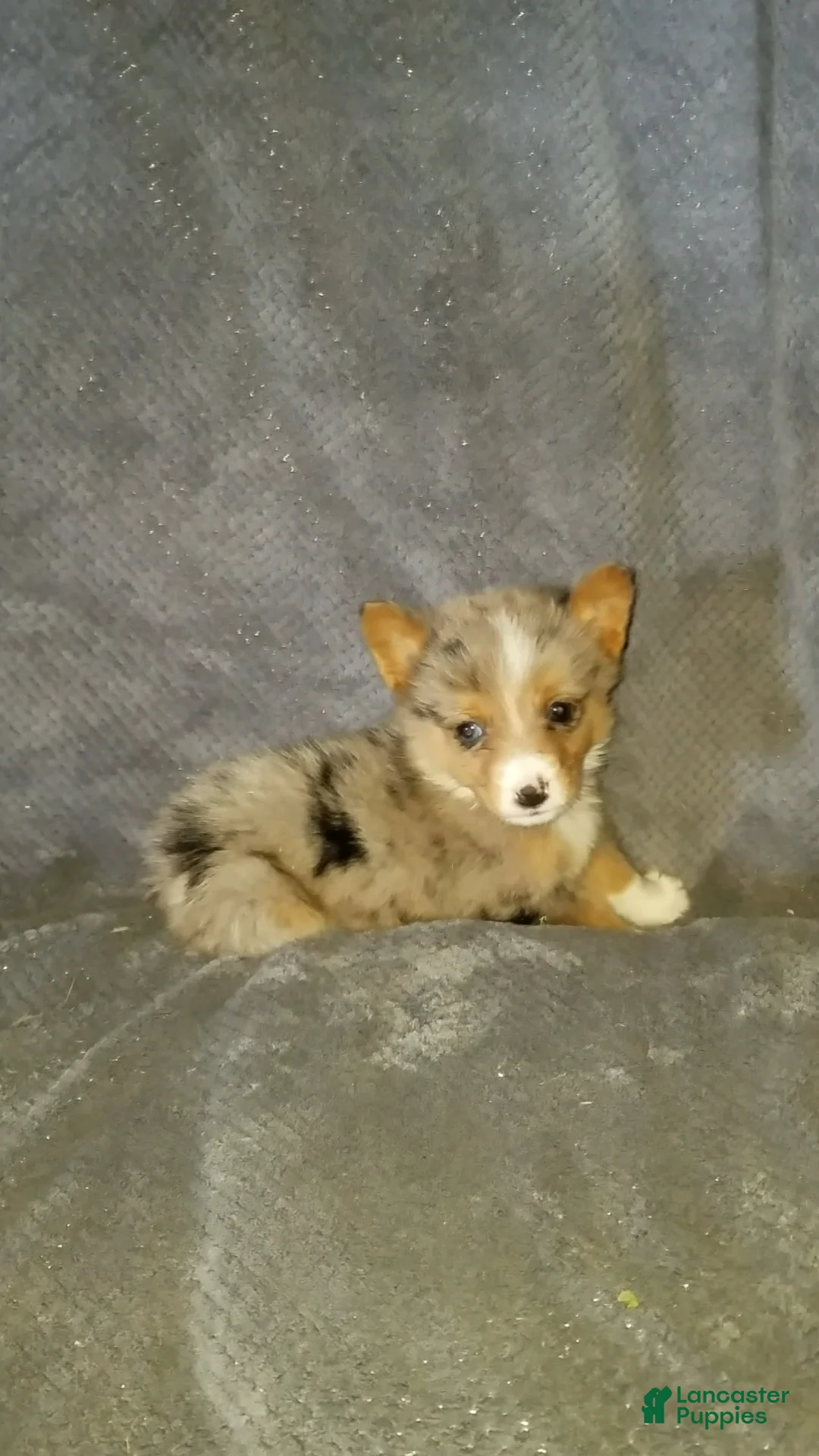 Mixed Breed dogs for sale: Alex - Ad 2