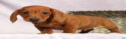 Miniature Dachshund dogs for sale: Sage - Ad 6