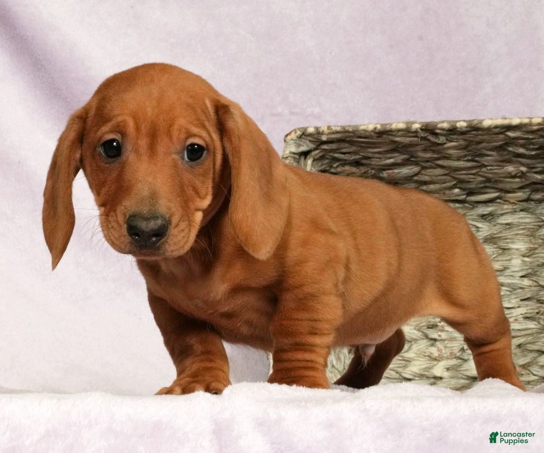 Miniature Dachshund dogs for sale: Sage - Ad 6
