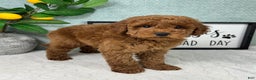 Mini Goldendoodle dogs for sale: Graham - Ad 2