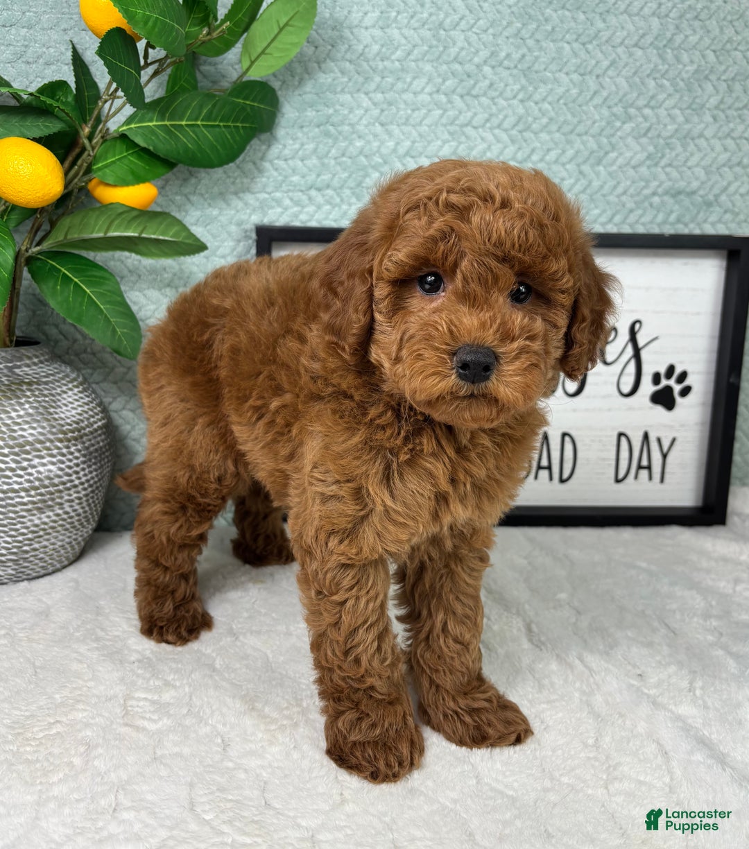 Mini Goldendoodle dogs for sale: Graham - Ad 2