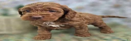 Cockapoo dogs for sale: Rime - Ad 13