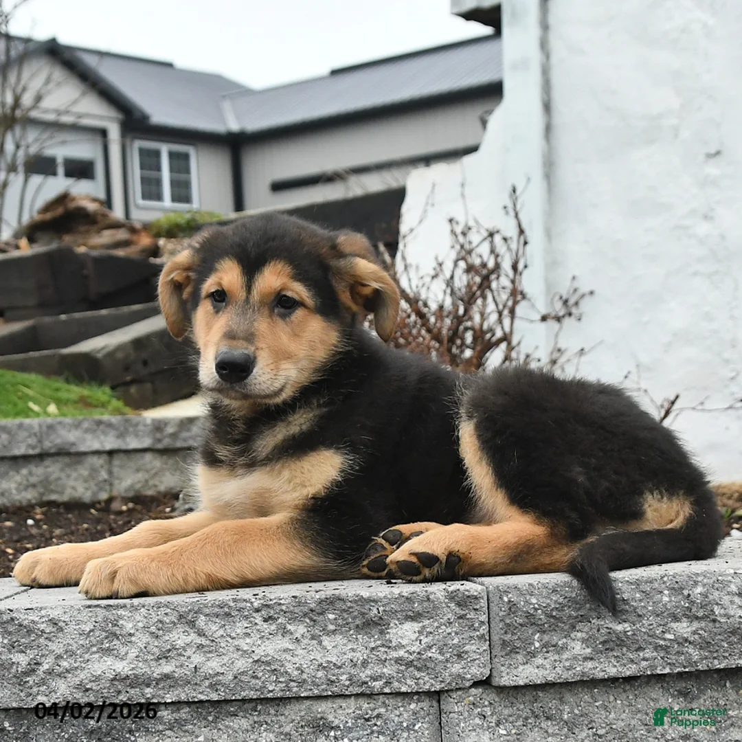 Mixed Breed dogs for sale: Willow - Ad 3